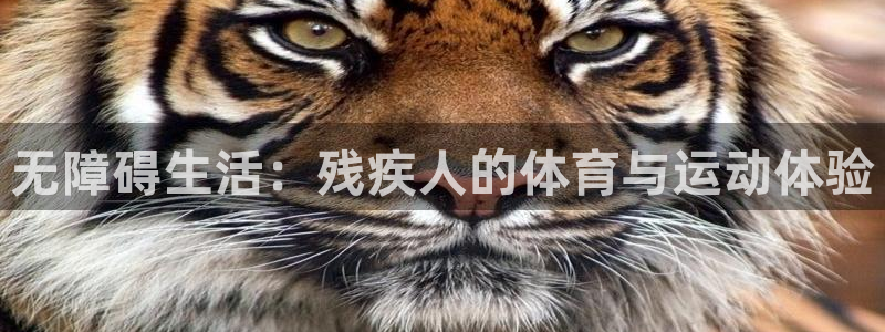 风速体育直播app：无障碍生活：残疾人的体育与运动体验