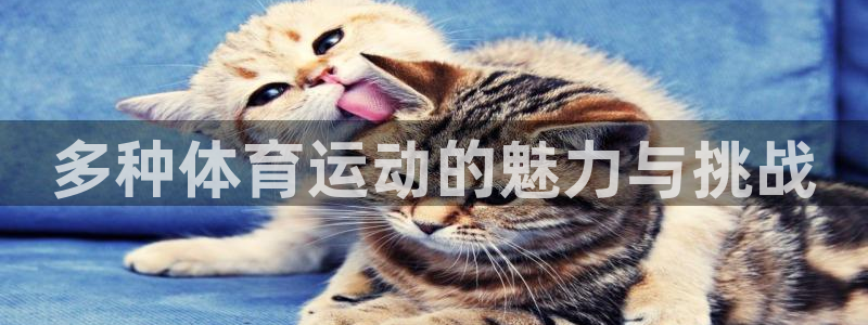 风速体育cba直播